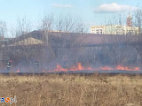Płoną trawy tuż przy Alei Legionów  (FOTO)