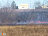 Płoną trawy tuż przy Alei Legionów  (FOTO)